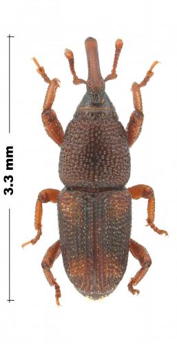 Sitophilus oryzae